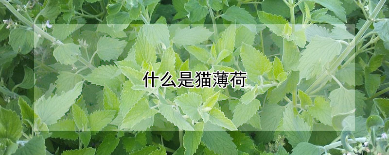 什麼是貓薄荷