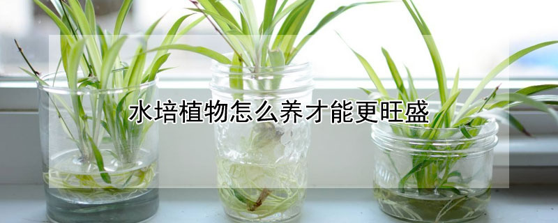 水培植物怎麼養才能更旺盛