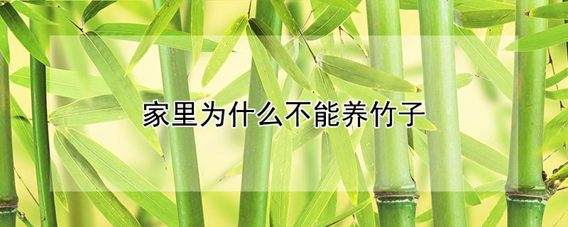 家裏為什麼不能養竹子