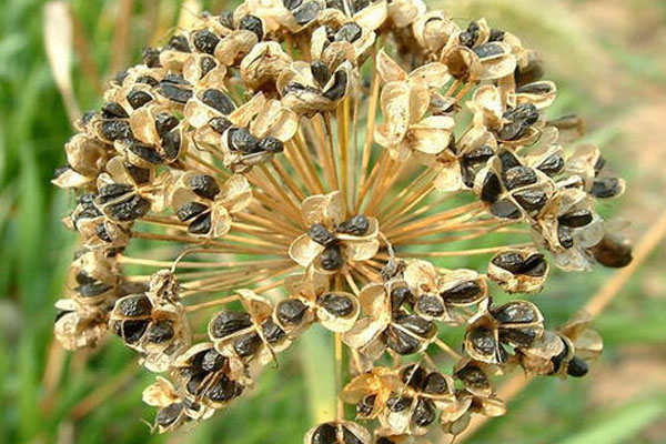 韭菜籽怎麼種植
