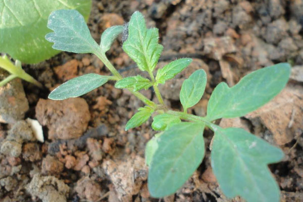 西紅柿苗怎麼打枝