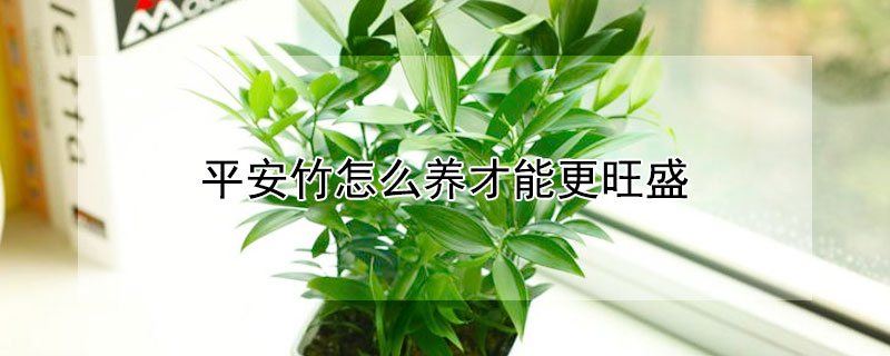 平安竹怎麼養才能更旺盛
