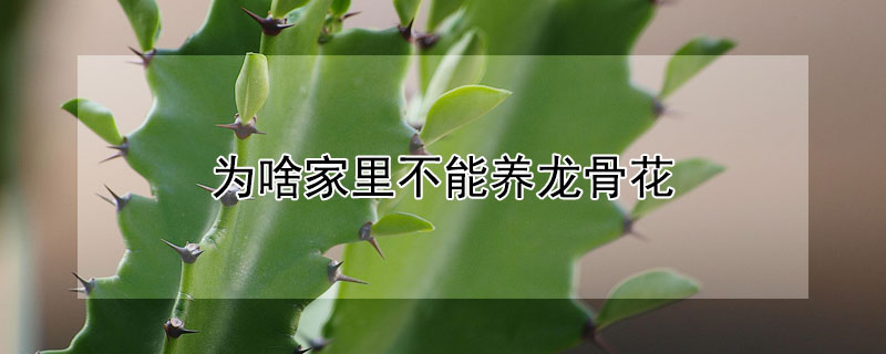 為啥家裏不能養龍骨花