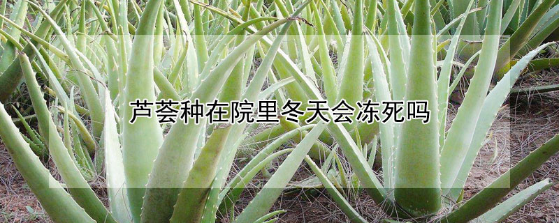 蘆薈種在院裏冬天會凍死嗎