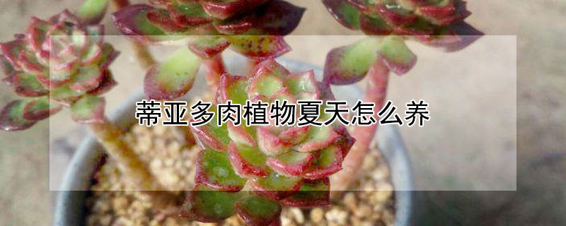 蒂亞多肉植物夏天怎麼養