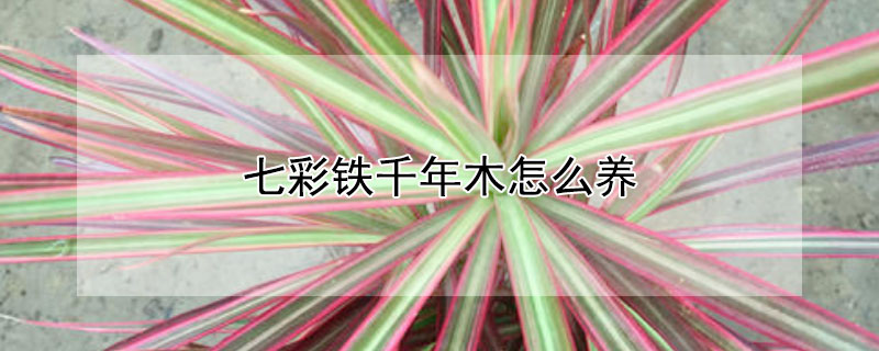 七彩鐵千年木怎麼養