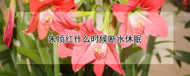 朱頂紅什麼時候斷水休眠