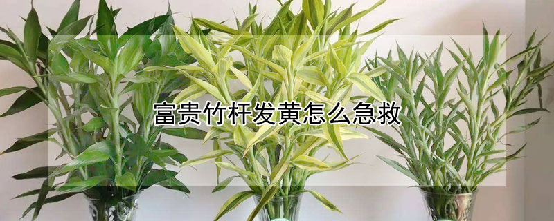 富貴竹杆發黃怎麼急救