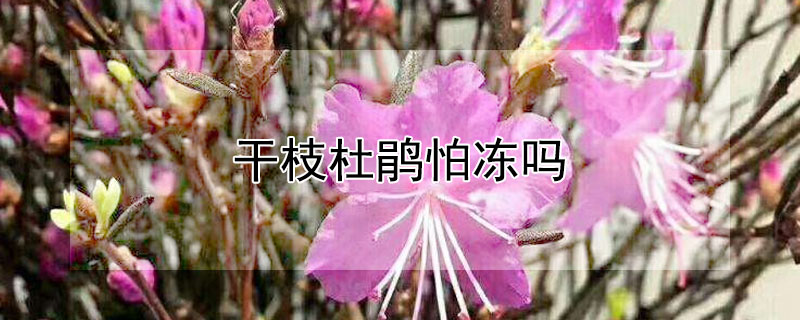 幹枝杜鵑怕凍嗎