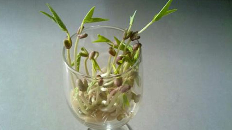 綠豆怎麼種發芽最快