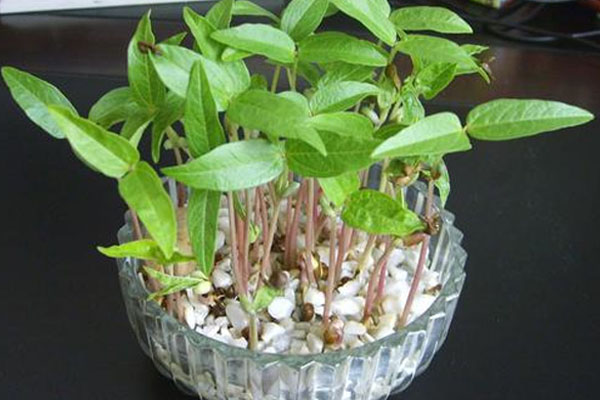 綠豆怎麼種發芽最快