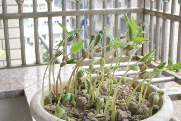 綠豆怎麼種發芽最快
