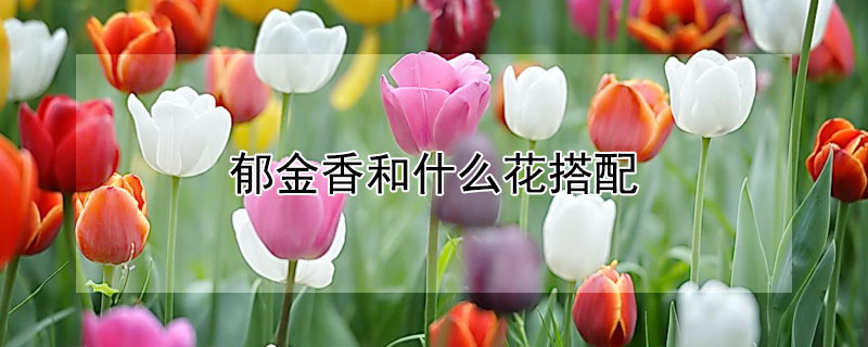 鬱金香和什麼花搭配