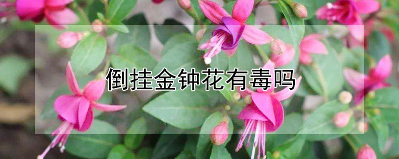倒掛金鍾花有毒嗎