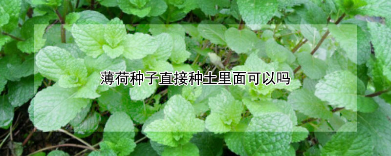薄荷種子直接種土裏麵可以嗎