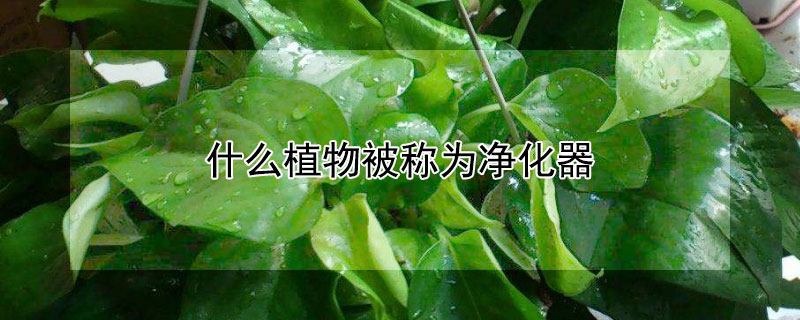 什麼植物被稱為淨化器