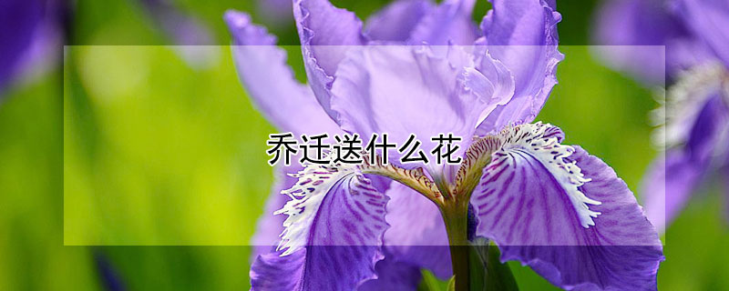 喬遷送什麼花