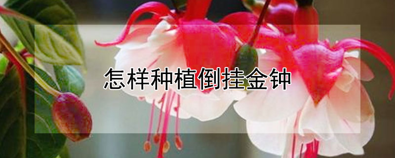 怎樣種植倒掛金鍾