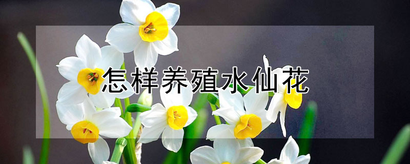 怎樣養殖水仙花