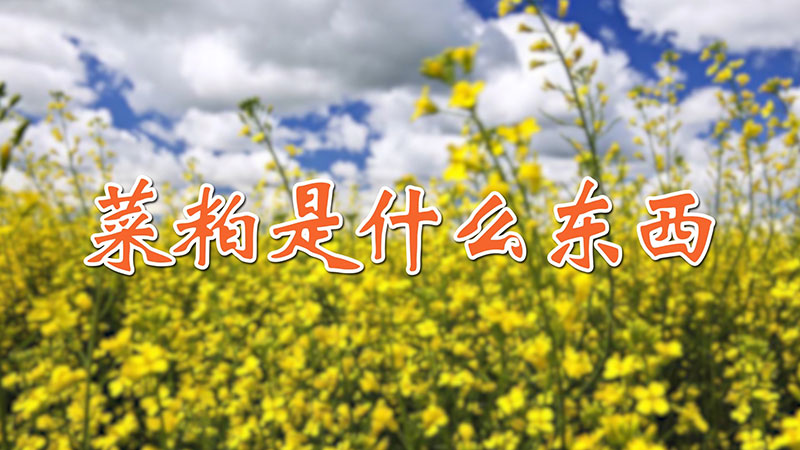 菜粕是什麼東西