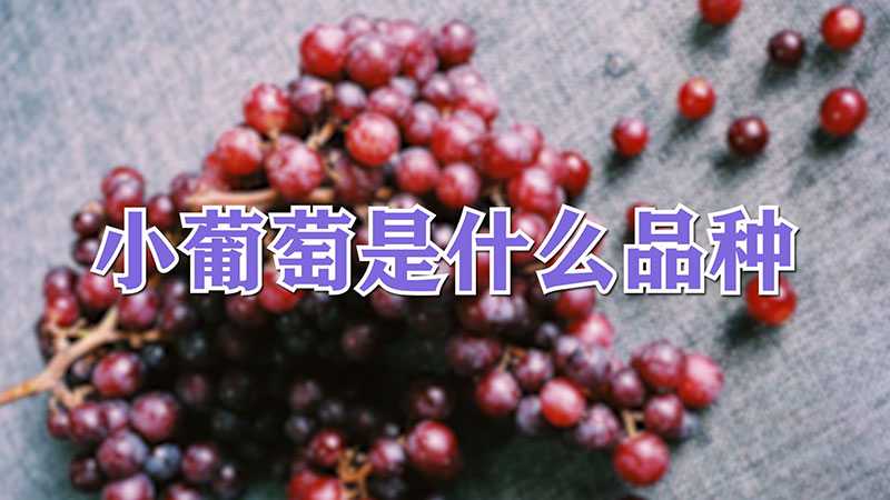 小葡萄是什麼品種