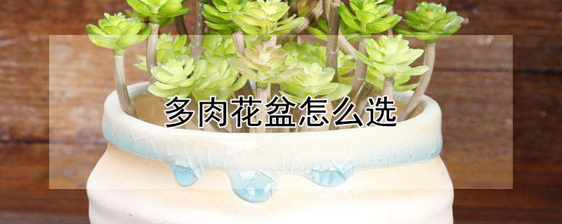 多肉花盆怎麼選