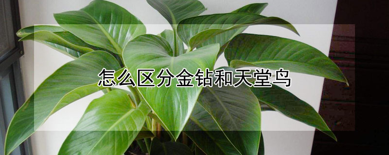 怎麼區分金鑽和天堂鳥