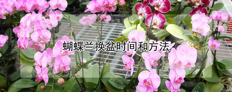 蝴蝶蘭換盆時間和方法