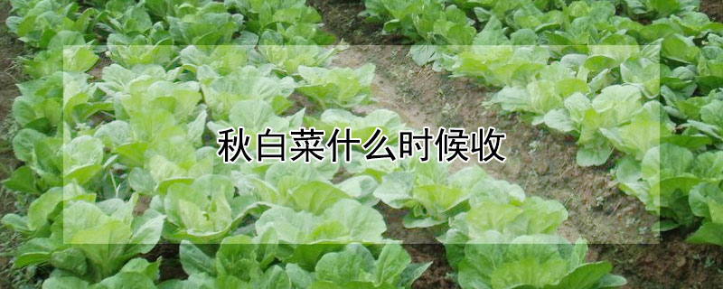 秋白菜什麼時候收