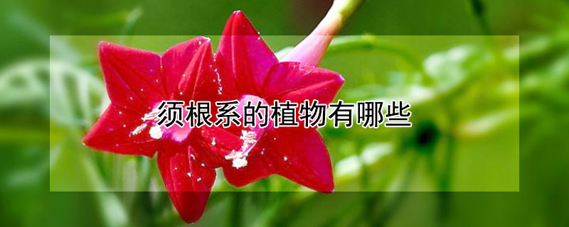 須根係的植物有哪些