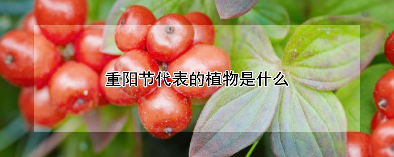 重陽節代表的植物是什麼