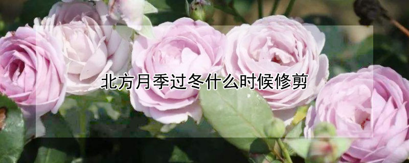 北方月季過冬什麼時候修剪