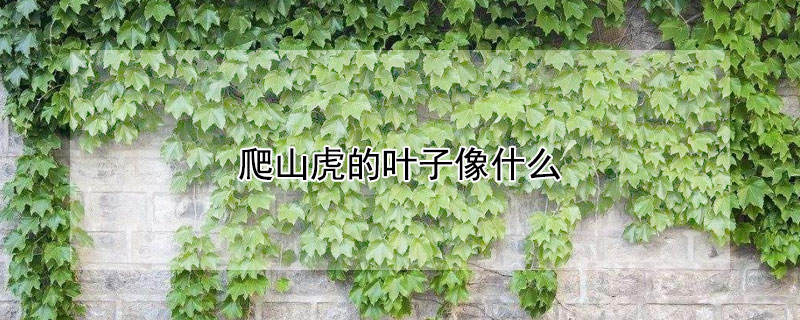 爬山虎的葉子像什麼