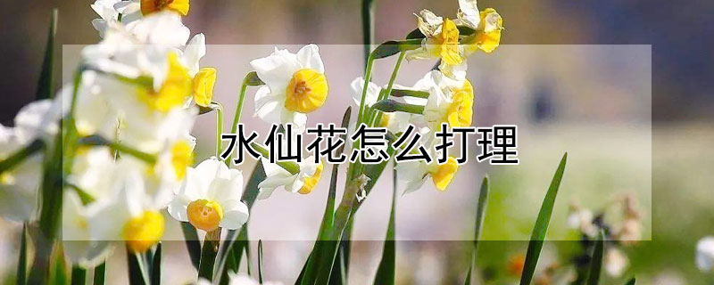 水仙花怎麼打理