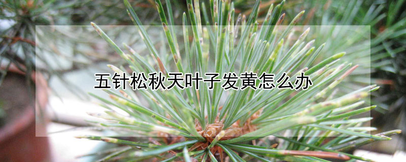 五針鬆秋天葉子發黃怎麼辦