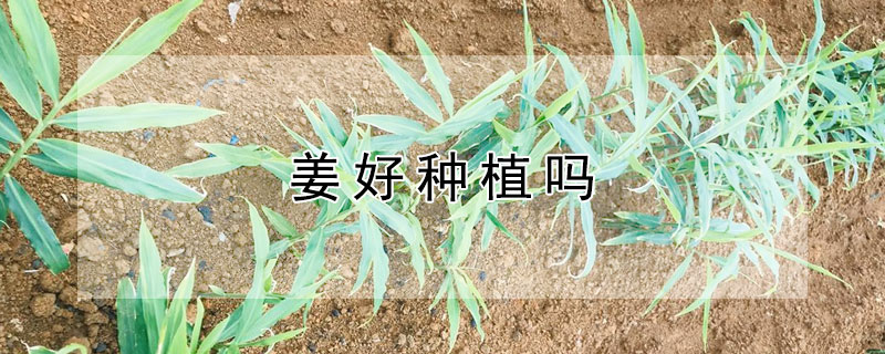 薑好種植嗎