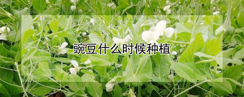 豌豆什麼時候種植