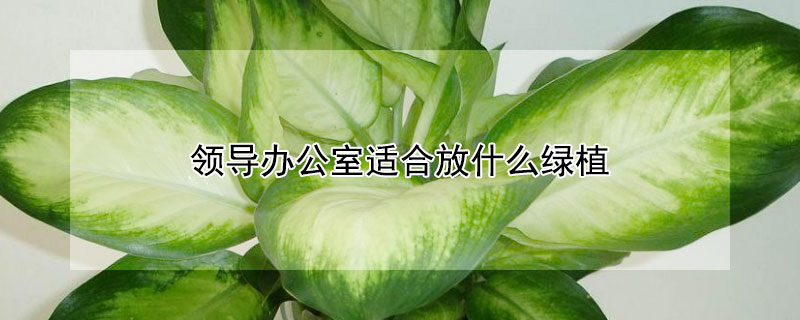領導辦公室適合放什麼綠植