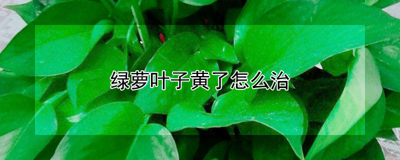 綠蘿葉子黃了怎麼治