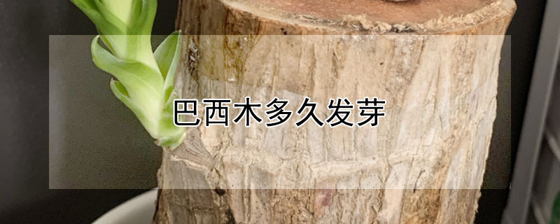 巴西木多久發芽