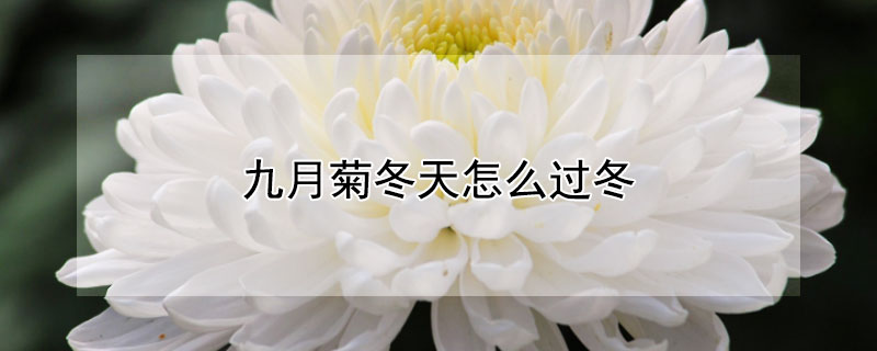 九月菊冬天怎麼過冬