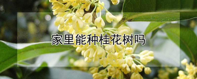 家裏能種桂花樹嗎
