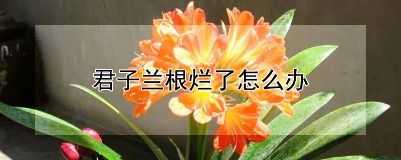 君子蘭根爛了怎麼辦