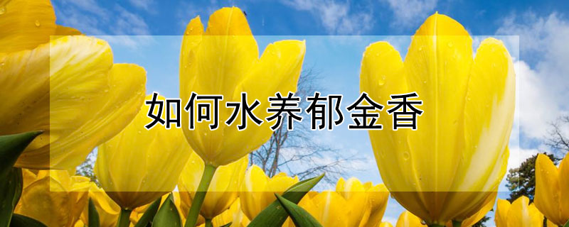 如何水養鬱金香