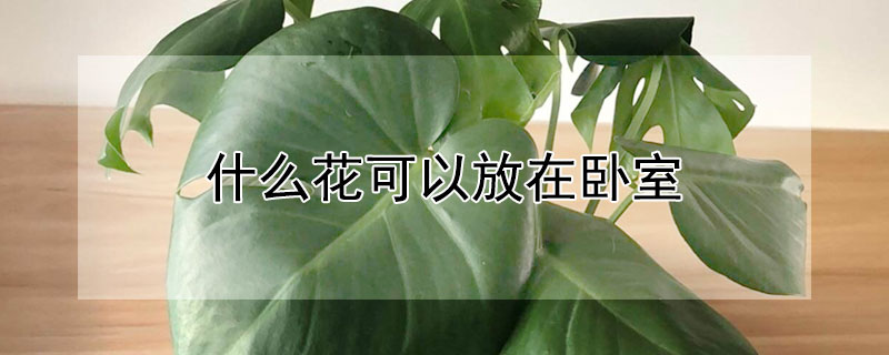 什麼花可以放在臥室