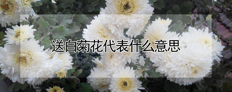 送白菊花代表什麼意思