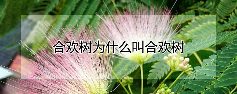 合歡樹為什麼叫合歡樹
