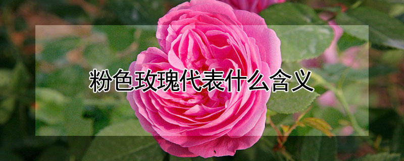 粉色玫瑰代表什麼含義