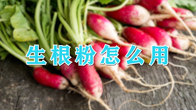 生根粉怎麼用