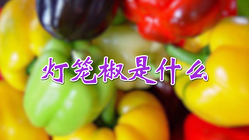 燈籠椒是什麼